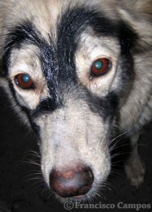 curiosas_281329.jpg
