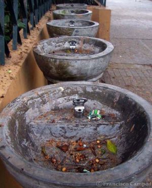 curiosas_283029.JPG