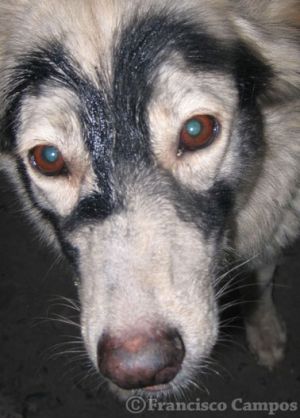 curiosas_285529.jpg