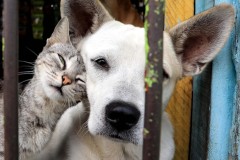    ¡Independientes y cariñosos! ❤️