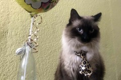  ¡Comunicación felina! 