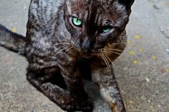 cats-14