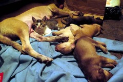      ¡Ronroneando de felicidad!  