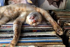    ¡Ojos que hipnotizan! ️