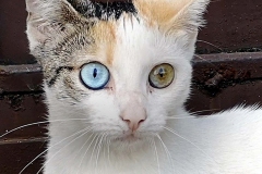  ¡Maestros del camuflaje!  