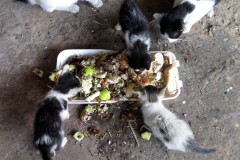     ¡Limpios por naturaleza!  