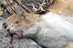   Detrás de cada gato, una historia