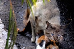      ¡Acrobacias felinas!  