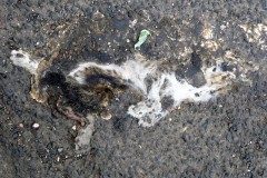  Las calles pueden ser un lugar peligroso para nuestros amigos felinos.