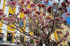 primavera (10)