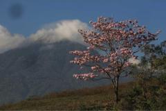 primavera (5)
