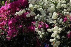 primavera (19)