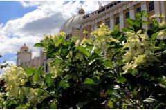 primavera (20)