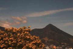El Maquilishuat (Tabebuia rosea) despliega su esplendor morado, simbolizando la identidad y la fuerza de la primavera en El Salvador.