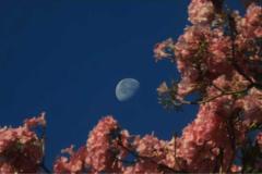 primavera (1).1
