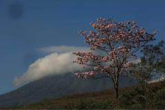 primavera (4)