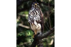 Descubre cómo las aves han conquistado el concreto en San Salvador. Una exposición virtual de Francisco Campos sobre la supervivencia y belleza urbana actual.