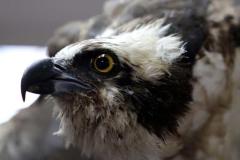 Descubre cómo las aves han conquistado el concreto en San Salvador. Una exposición virtual de Francisco Campos sobre la supervivencia y belleza urbana actual.