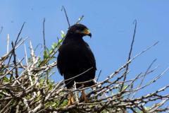 Descubre cómo las aves han conquistado el concreto en San Salvador. Una exposición virtual de Francisco Campos sobre la supervivencia y belleza urbana actual.