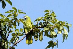 Descubre cómo las aves han conquistado el concreto en San Salvador. Una exposición virtual de Francisco Campos sobre la supervivencia y belleza urbana actual.