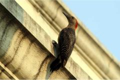 Descubre cómo las aves han conquistado el concreto en San Salvador. Una exposición virtual de Francisco Campos sobre la supervivencia y belleza urbana actual.