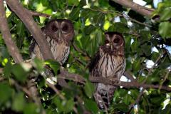 Descubre cómo las aves han conquistado el concreto en San Salvador. Una exposición virtual de Francisco Campos sobre la supervivencia y belleza urbana actual.