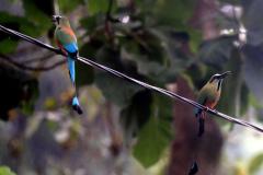 Descubre cómo las aves han conquistado el concreto en San Salvador. Una exposición virtual de Francisco Campos sobre la supervivencia y belleza urbana actual.
