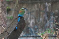 Descubre cómo las aves han conquistado el concreto en San Salvador. Una exposición virtual de Francisco Campos sobre la supervivencia y belleza urbana actual.
