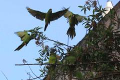 La adaptación de la avifauna en El Salvador: un registro de Francisco Campos sobre la vida silvestre que hoy habita y resiste en el paisaje urbano.