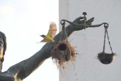 La adaptación de la avifauna en El Salvador: un registro de Francisco Campos sobre la vida silvestre que hoy habita y resiste en el paisaje urbano.