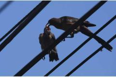 La adaptación de la avifauna en El Salvador: un registro de Francisco Campos sobre la vida silvestre que hoy habita y resiste en el paisaje urbano.