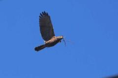 La adaptación de la avifauna en El Salvador: un registro de Francisco Campos sobre la vida silvestre que hoy habita y resiste en el paisaje urbano.