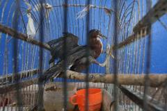 La adaptación de la avifauna en El Salvador: un registro de Francisco Campos sobre la vida silvestre que hoy habita y resiste en el paisaje urbano.