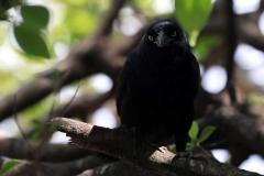 Descubre cómo las aves han conquistado el concreto en San Salvador. Una exposición virtual de Francisco Campos sobre la supervivencia y belleza urbana actual.