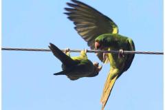 Descubre cómo las aves han conquistado el concreto en San Salvador. Una exposición virtual de Francisco Campos sobre la supervivencia y belleza urbana actual.