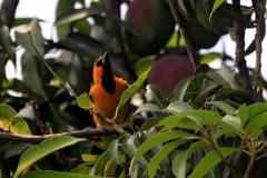 Descubre cómo las aves han conquistado el concreto en San Salvador. Una exposición virtual de Francisco Campos sobre la supervivencia y belleza urbana actual.