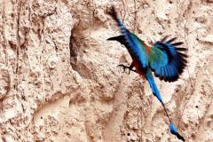 Descubre cómo las aves han conquistado el concreto en San Salvador. Una exposición virtual de Francisco Campos sobre la supervivencia y belleza urbana actual.