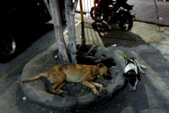 chucho20