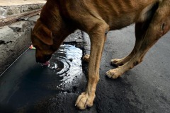 chucho3