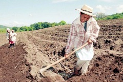 Mujer-campesina-sembradora-de-cana