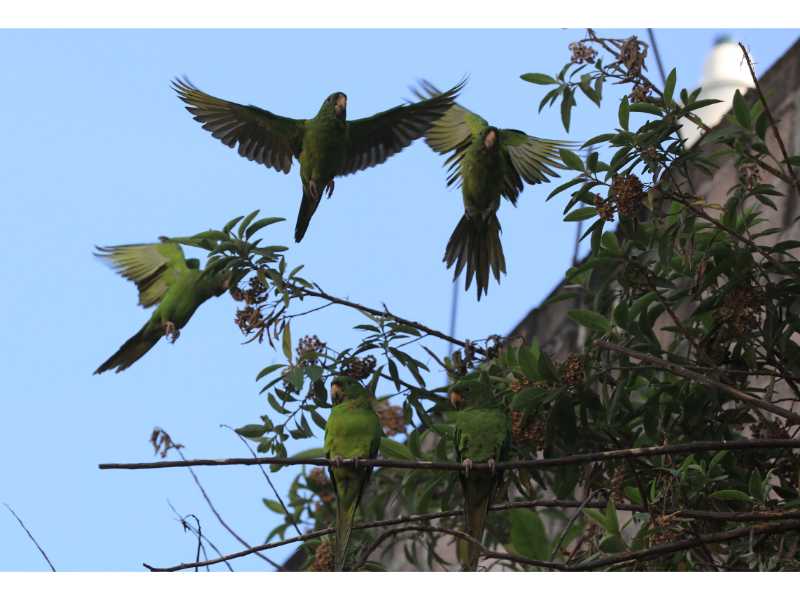 La adaptación de la avifauna en El Salvador: un registro de Francisco Campos sobre la vida silvestre que hoy habita y resiste en el paisaje urbano.