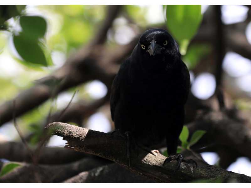 Descubre cómo las aves han conquistado el concreto en San Salvador. Una exposición virtual de Francisco Campos sobre la supervivencia y belleza urbana actual.