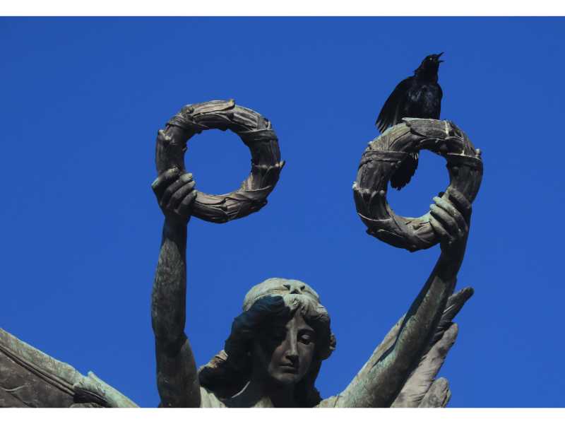 Descubre cómo las aves han conquistado el concreto en San Salvador. Una exposición virtual de Francisco Campos sobre la supervivencia y belleza urbana actual.