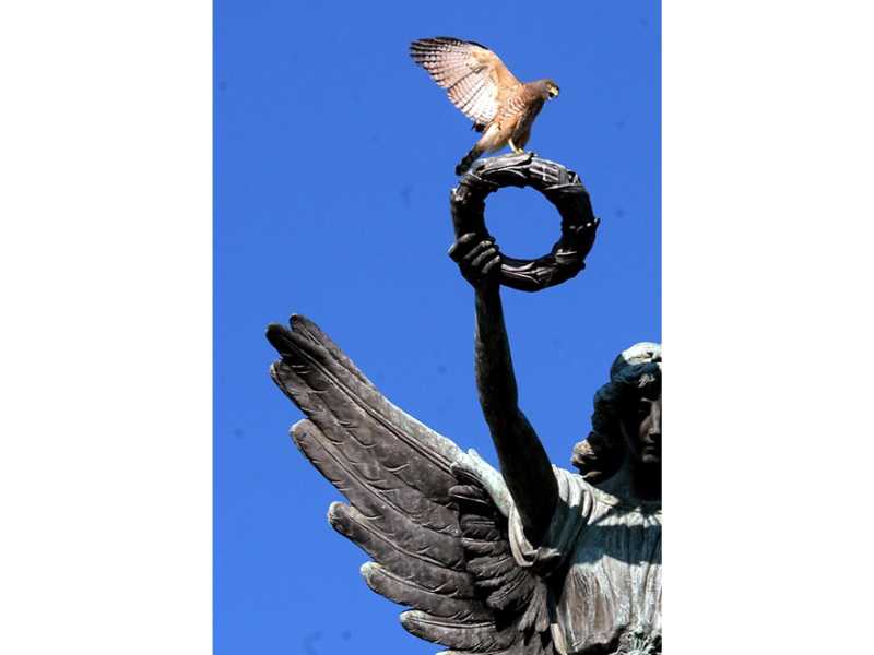 Descubre cómo las aves han conquistado el concreto en San Salvador. Una exposición virtual de Francisco Campos sobre la supervivencia y belleza urbana actual.