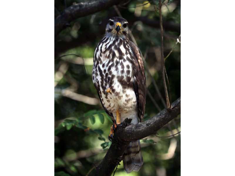 Descubre cómo las aves han conquistado el concreto en San Salvador. Una exposición virtual de Francisco Campos sobre la supervivencia y belleza urbana actual.