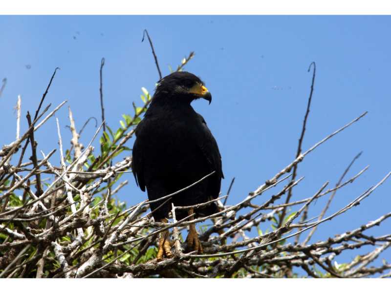 Descubre cómo las aves han conquistado el concreto en San Salvador. Una exposición virtual de Francisco Campos sobre la supervivencia y belleza urbana actual.