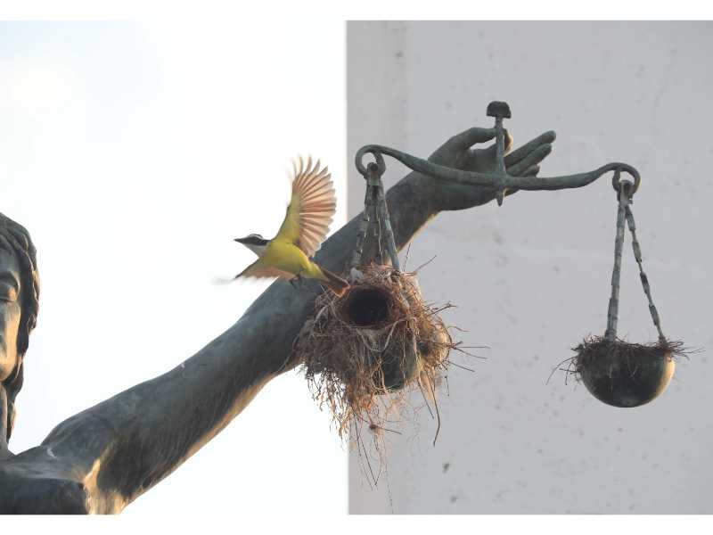 La adaptación de la avifauna en El Salvador: un registro de Francisco Campos sobre la vida silvestre que hoy habita y resiste en el paisaje urbano.