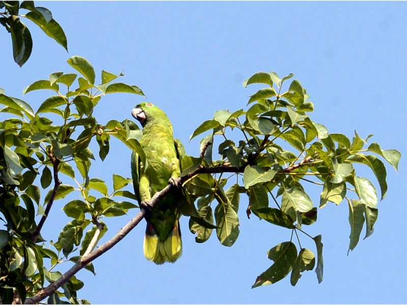Descubre cómo las aves han conquistado el concreto en San Salvador. Una exposición virtual de Francisco Campos sobre la supervivencia y belleza urbana actual.