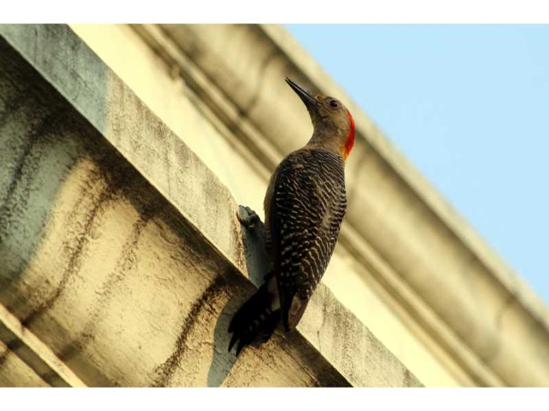 Descubre cómo las aves han conquistado el concreto en San Salvador. Una exposición virtual de Francisco Campos sobre la supervivencia y belleza urbana actual.