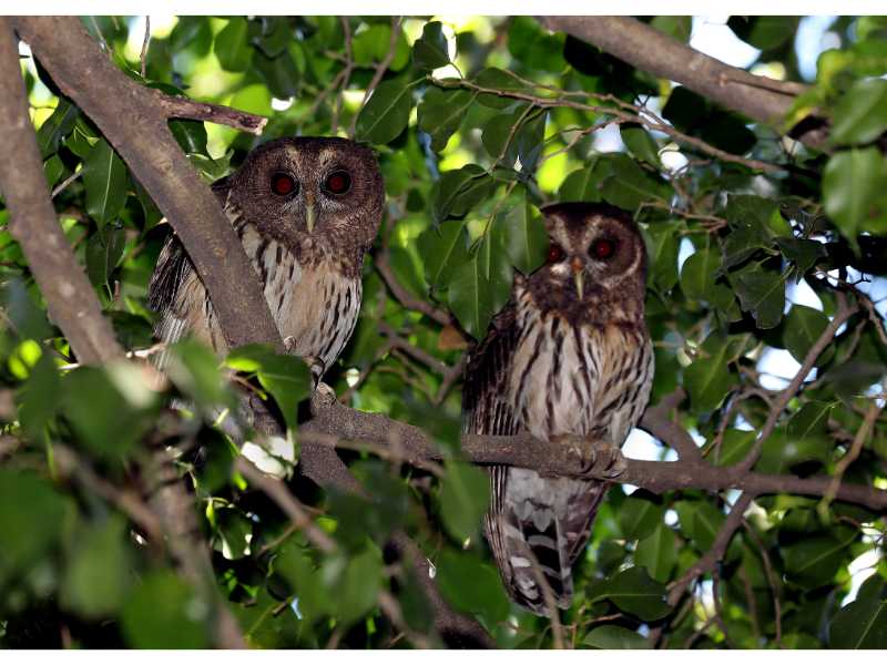 Descubre cómo las aves han conquistado el concreto en San Salvador. Una exposición virtual de Francisco Campos sobre la supervivencia y belleza urbana actual.